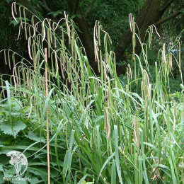 Осока висячая