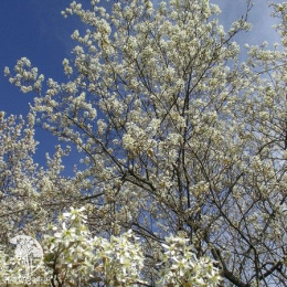 Ирга канадская Октобер Флейм