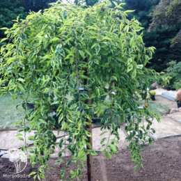 Вишня ранняя Фрилли Фрок на штамбе