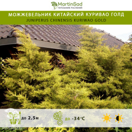 Можжевельник китайский Куривао Голд