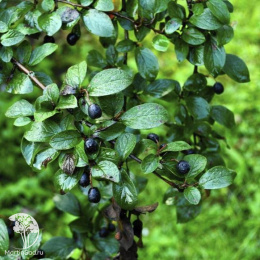 Кизильник блестящий