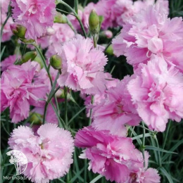 Гвоздика перистая Дабл Роуз