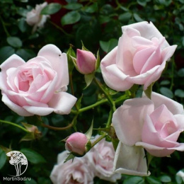 Роза плетистая Нью Доун