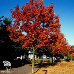 Дуб красный Хаарен на штамбе