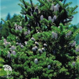 Пихта корейская Молли
