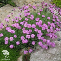 Гвоздика гратианополитанская