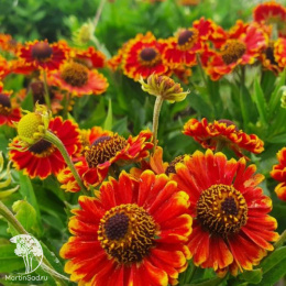 Гелениум Челси