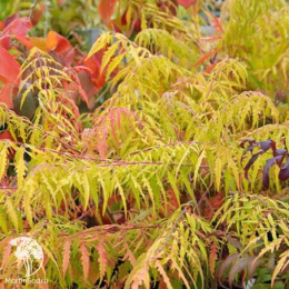 Сумах пушистый Тайгер Айс