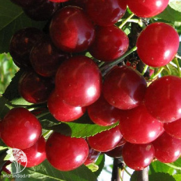 Вишня Лебедянская