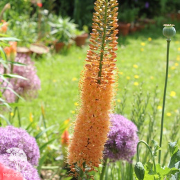 Эремурус гибридный Клеопатра