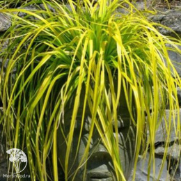 Осока Эверилло