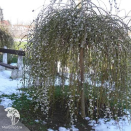 Ива козья Пендула на штамбе