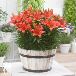 Лилия Лондрина