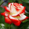 Роза чайно-гибридная Императрица Фарах фото 2 
