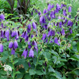 Колокольчик Сарастро