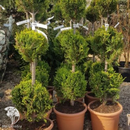 Купрессоципарис Лейланда Кастлевелан