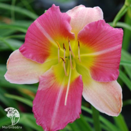 Лилейник Файнал Тач