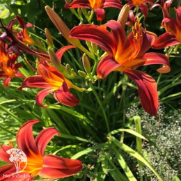 Лилейник Кримсон Пират