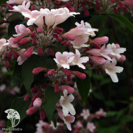 Кольквиция прелестная Пинк Клауд