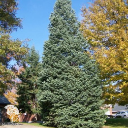 Пихта одноцветная