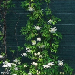 Клематис Альбина Плена