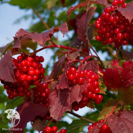 Калина Гранатовый браслет