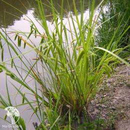 Осока ложноострая