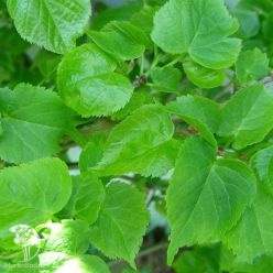 Липа мелколистная Лико на штамбе