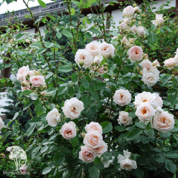 Роза Мартин Гийо