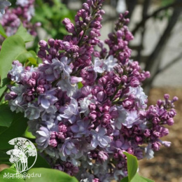 Сирень обыкновенная Виктор Лемуан на штамбе