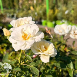 Роза полиантовая Вайт Фейри