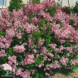 Сирень мелколистная Суперба на штамбе