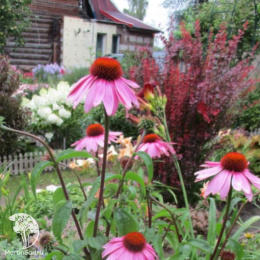 Эхинацея пурпурная Примадонна Дип Роуз