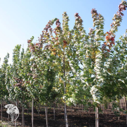 Клён серебристый