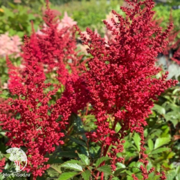 Астильба японская Монтгомери