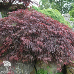 Клён пальмолистный Мутсу-бени-шидаре