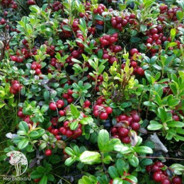 Брусника Рубин