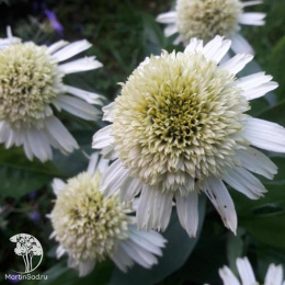 Эхинацея пурпурная Делишиз Нуга