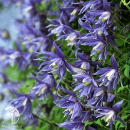 Клематис Лагун