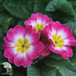 Примула высокая Пиано Роуз Биколор