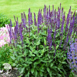 Набор для мяса розмарин лекарственный + шалфей Карадонна Компакт