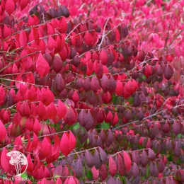 Бересклет европейский Ред Каскад