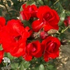 Роза флорибунда Сатчмо на штамбе фото 2 