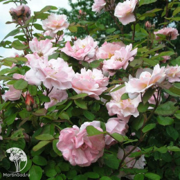 Роза Клэр Матин