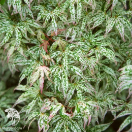 Клён веерный Юкигимо