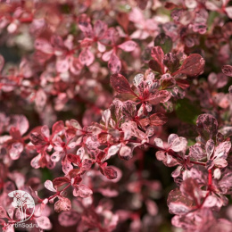 Барбарис тунберга Арлекин