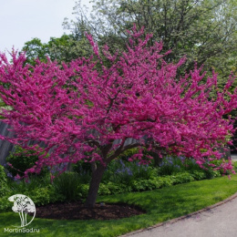 Церцис канадский Пинк Пом Помс
