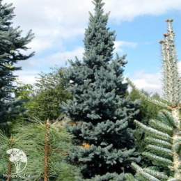 Ель колючая Шовенхорст