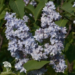 Сирень обыкновенная Небо Москвы на штамбе