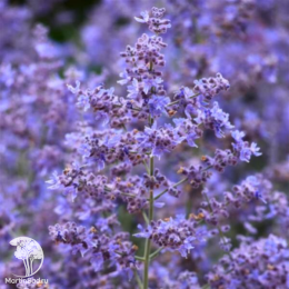 Перовския лебедолистная Блюзетт